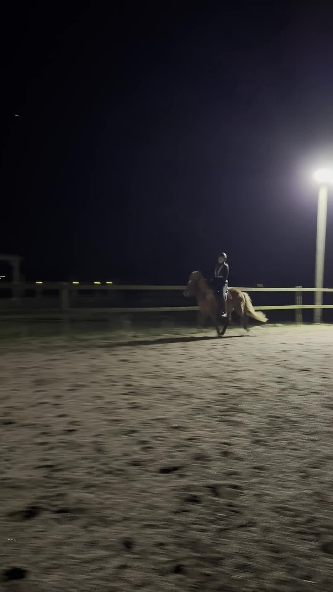 Island hästar till salu: Schysst femårigt sto med stor potential - Video 1