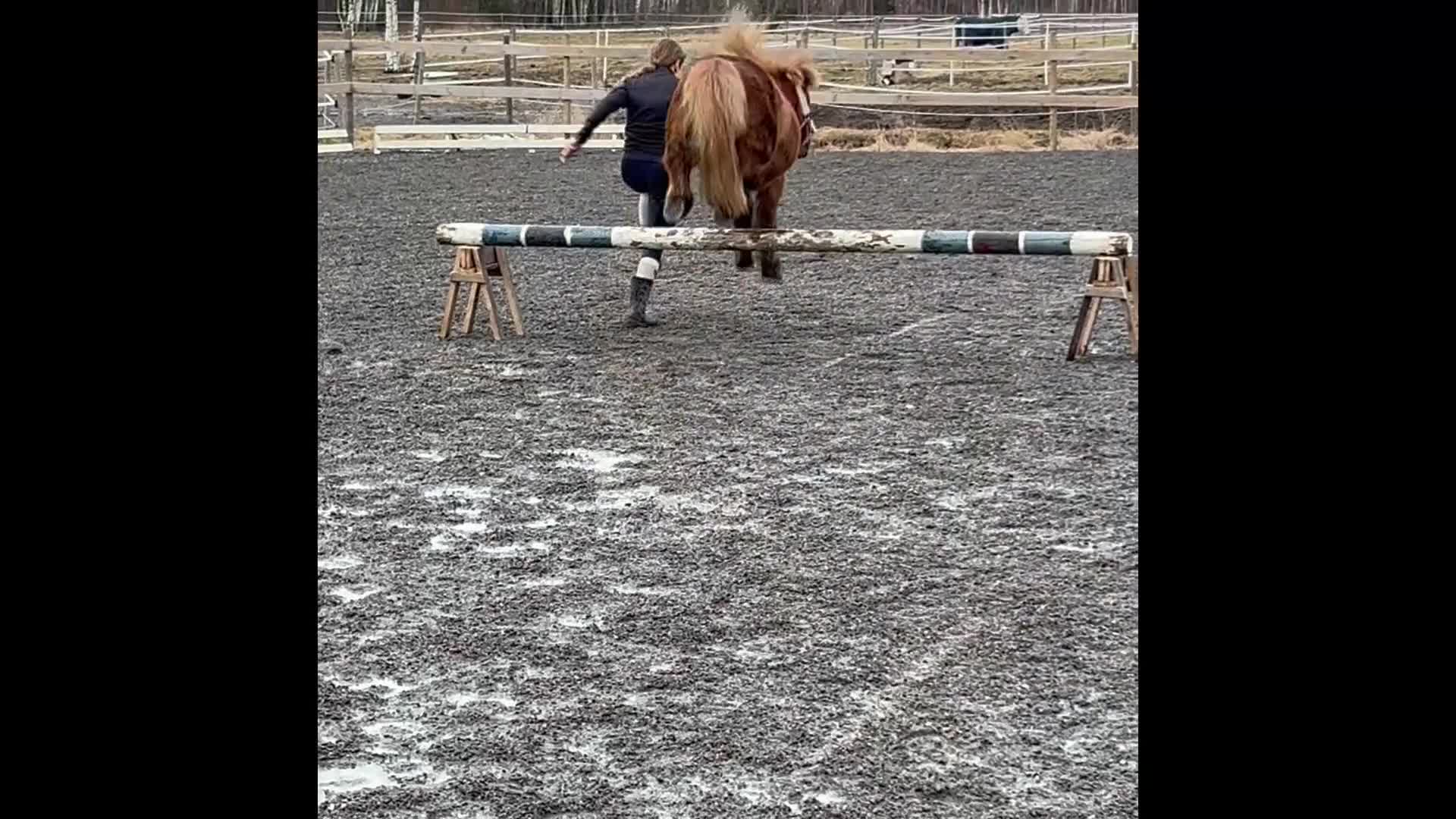 Allround hästar till salu: Lilla Wille söker nytt hem - Video 2