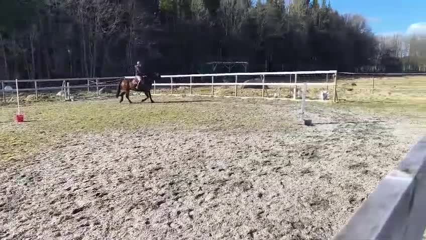 Dressyr hästar till salu: Renrasigt PRE sto, 5år  - Video 1