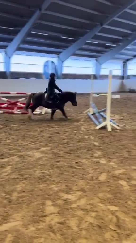 Hoppning hästar till salu: Fantastisk shettis - Video 4