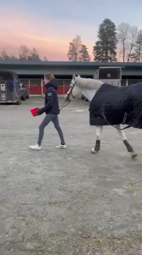 Allround hästar till salu: 💗 Moyvilla Lady - Bildbar kvalitetsponny  - Video 5