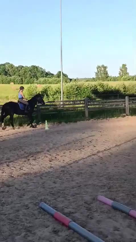 Allround hästar till salu: Till salu i Märsta - Video 4
