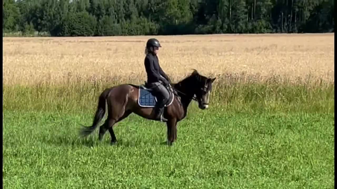 Dressyr hästar till salu: Ämne för framtiden - SÄNKT PRIS - Video 3