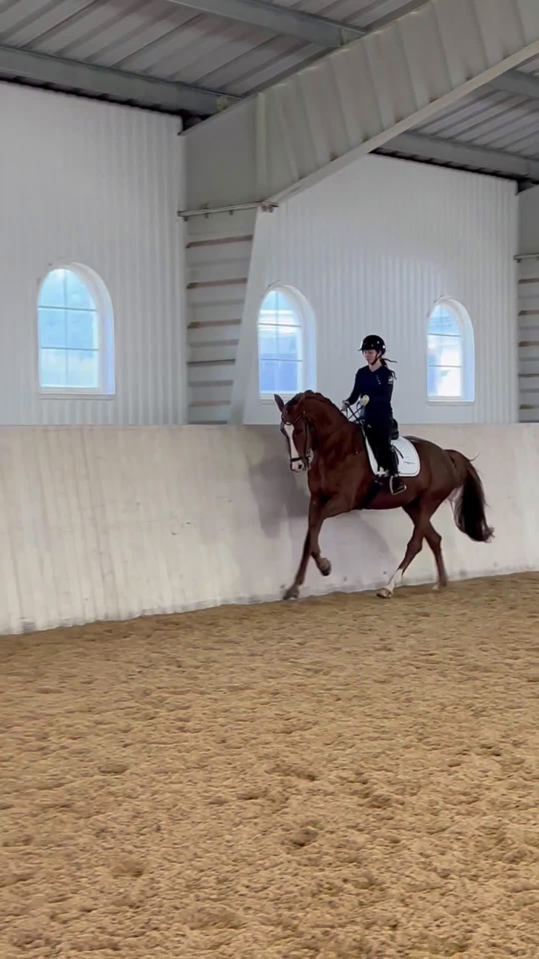 Dressyr hästar till salu: Lovande unghäst för framtiden  i Tranås - Video 1