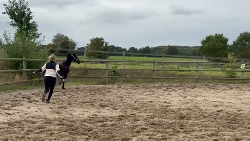 Dressyr hästar till salu: Snygg liten gångartsvalack - Video 3