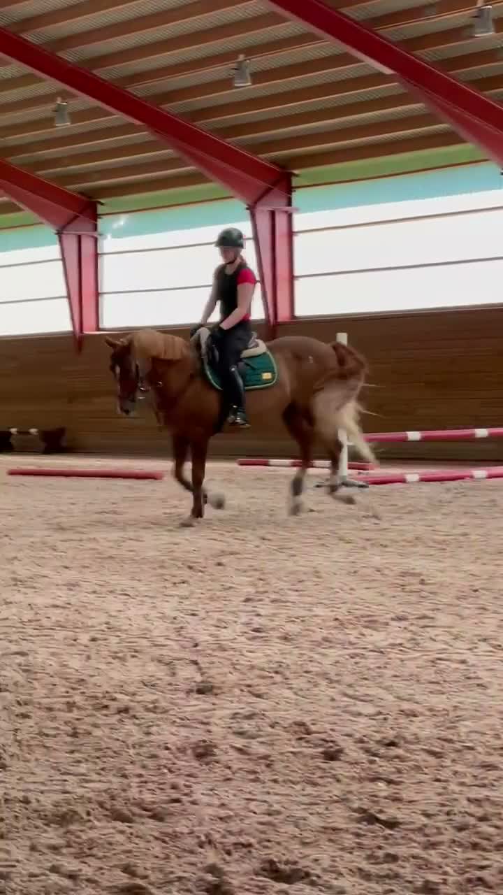 Allround hästar till salu: 23 årig maxad D-ponny, en utmärkt läromästare  - Video 2