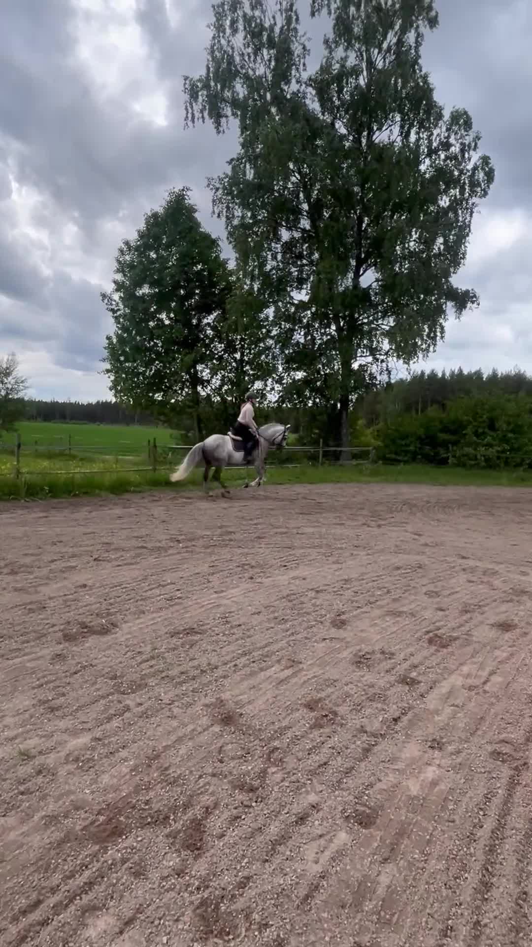 Allround hästar till salu: Fin allround ponny - Video 4