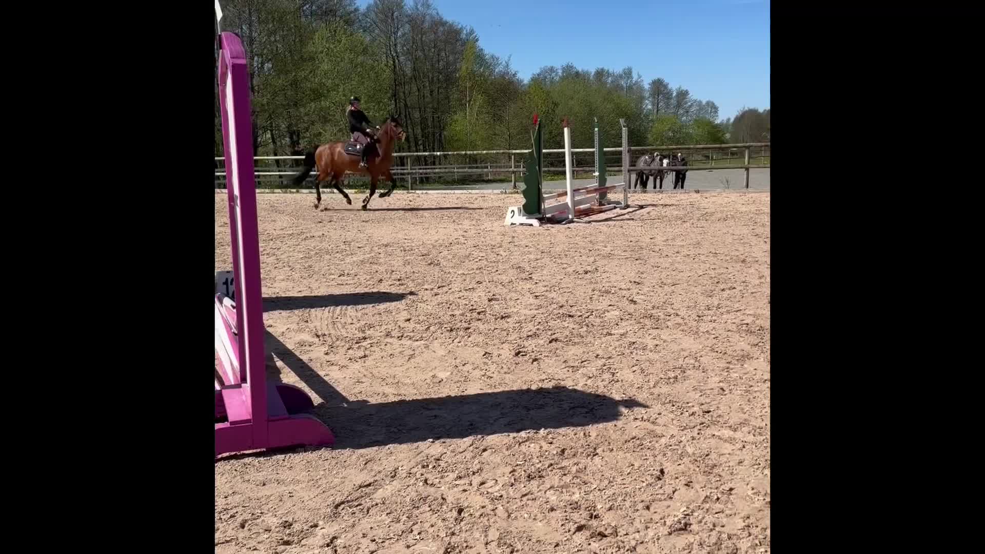 Hoppning hästar till salu: Mycket trevlig unghäst  - Video 1
