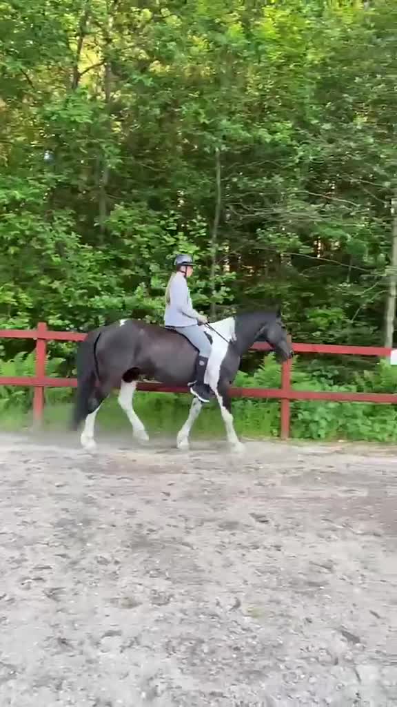 Allround hästar till salu: En bästa vän med fart i  - Video 1