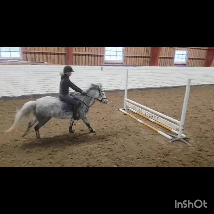 Allround hästar till salu: 5-årigt Welshpartbredsto  - Video 2