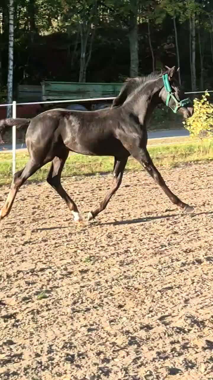 Dressyr hästar till salu: ⭐️Hingstföl med gener från världsklass⭐️ - Video 2