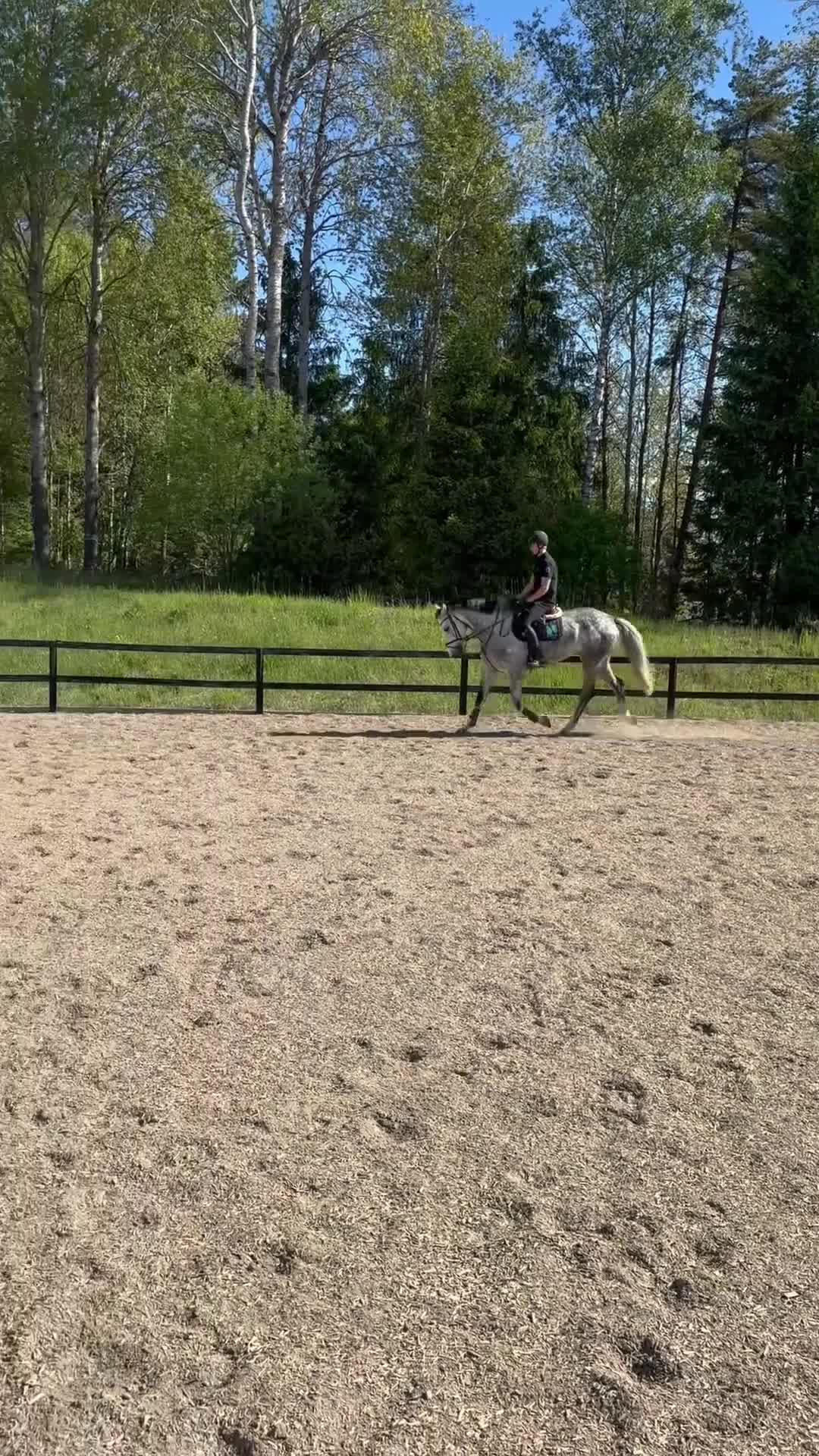Allround hästar till salu: Snygg valack  - Video 1