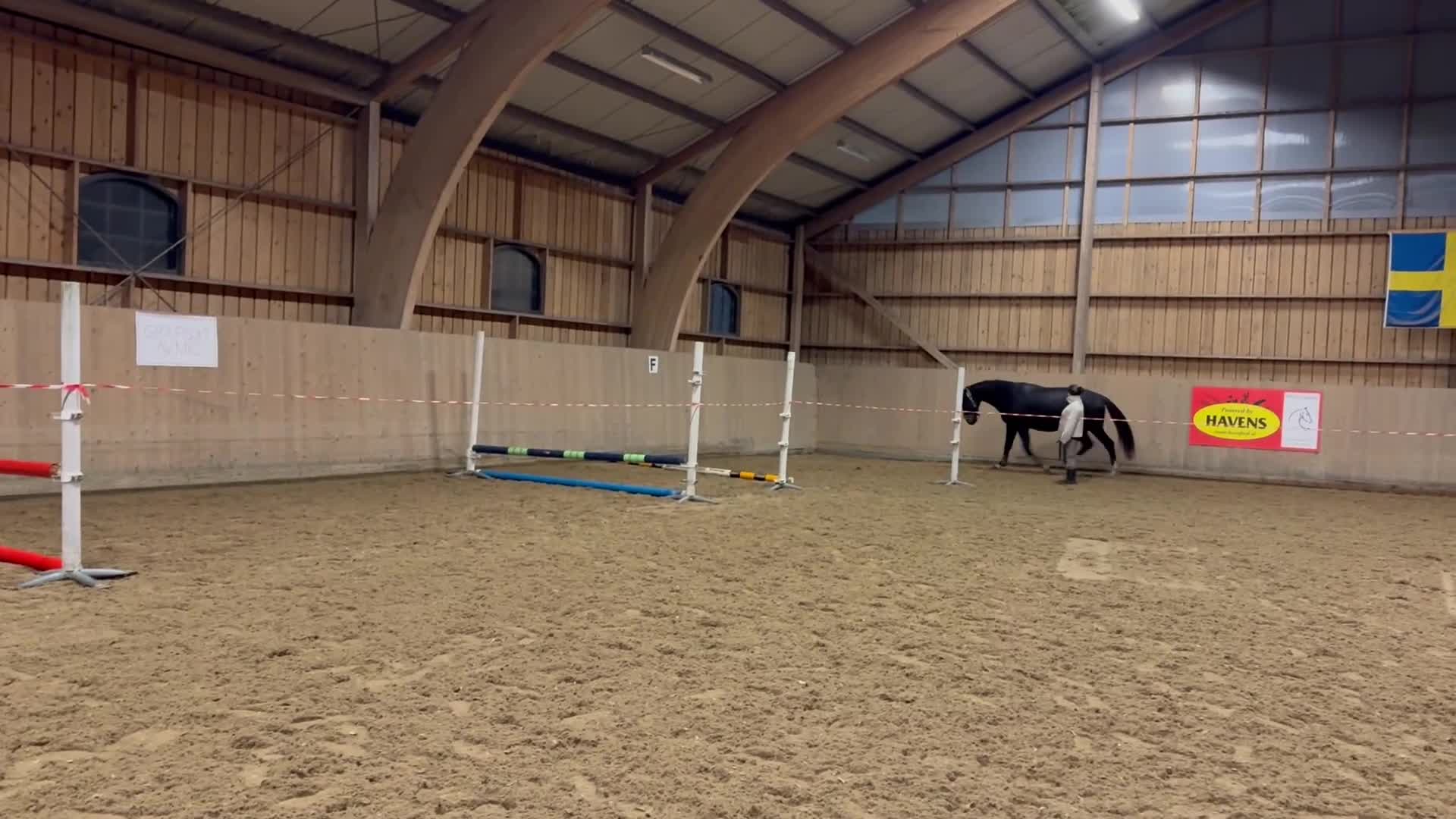 Hoppning hästar till salu: 4 åring SWB valack - framtida tävlingshäst  - Video 1
