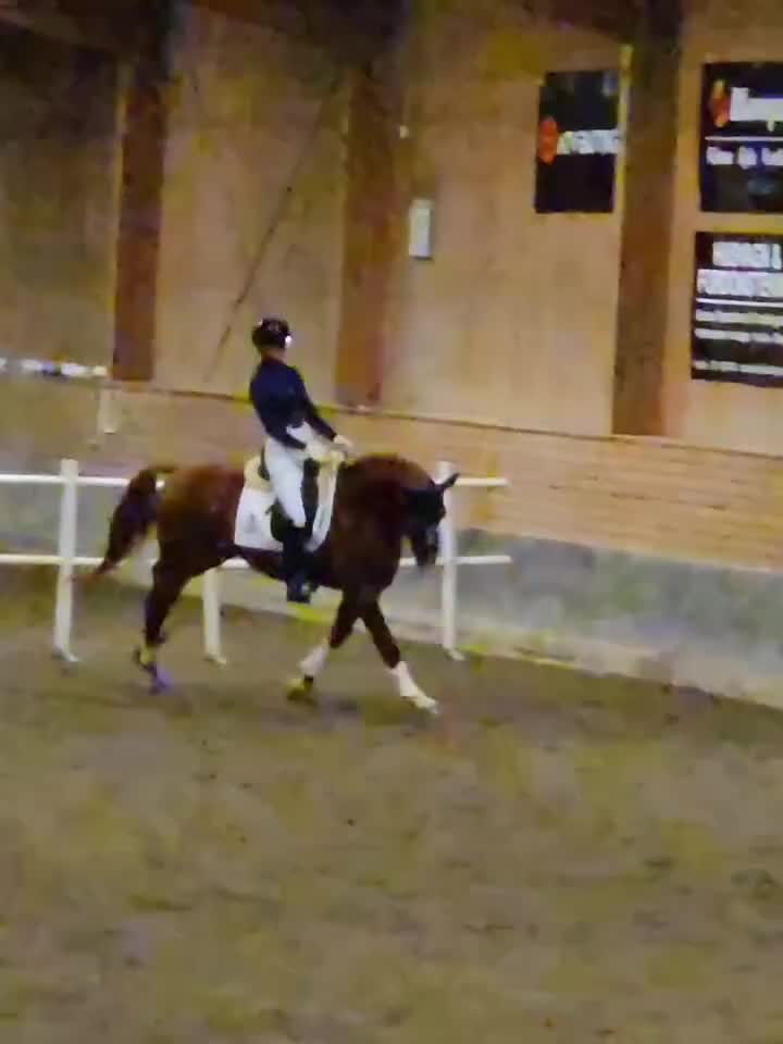 Dressyr hästar sökes: Samarbete sökes - Video 2