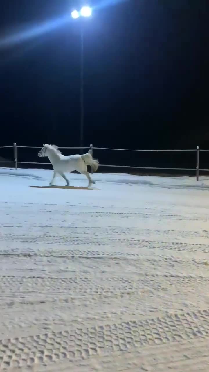 Allround hästar till salu: Socker­söt B-ponny med stor charm  i Sundsvall - Video 3