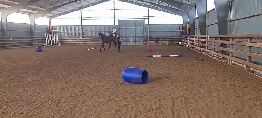 Allround hästar till salu: Allround hästen.  - Video 1