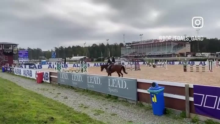 Hoppning hästar till salu: Fantastiskt fin tävlingshäst lättriden med scop - Video 2