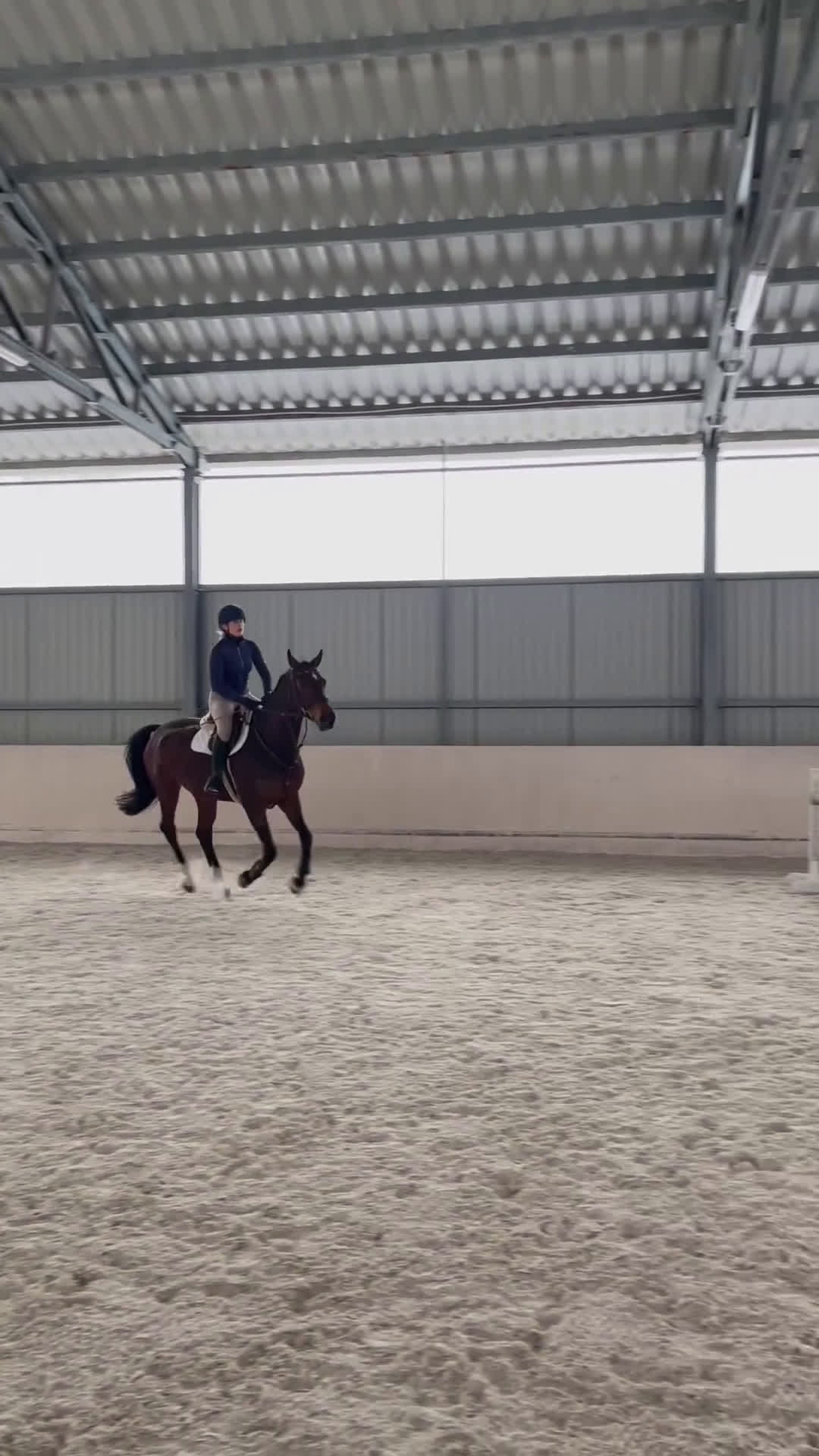 Hoppning hästar till salu: Professor horse! Jumping and dressage mare! i Ystad - Video 1