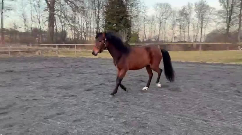 Övrigt hästar till salu: Sportponny för framtiden - Video 1