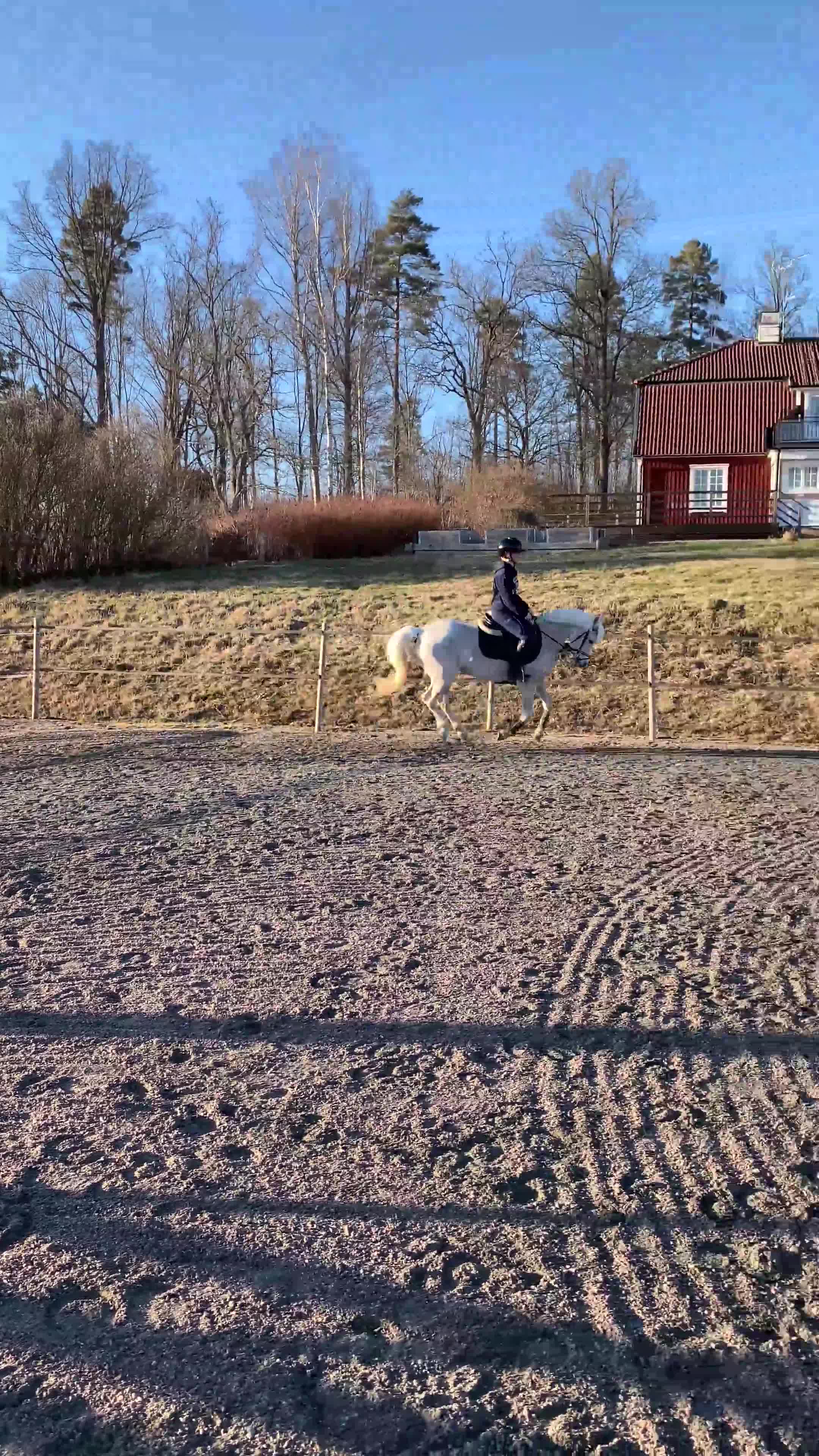 Allround hästar till salu: Sockersöt ponny - Mirain Dior  - Video 2