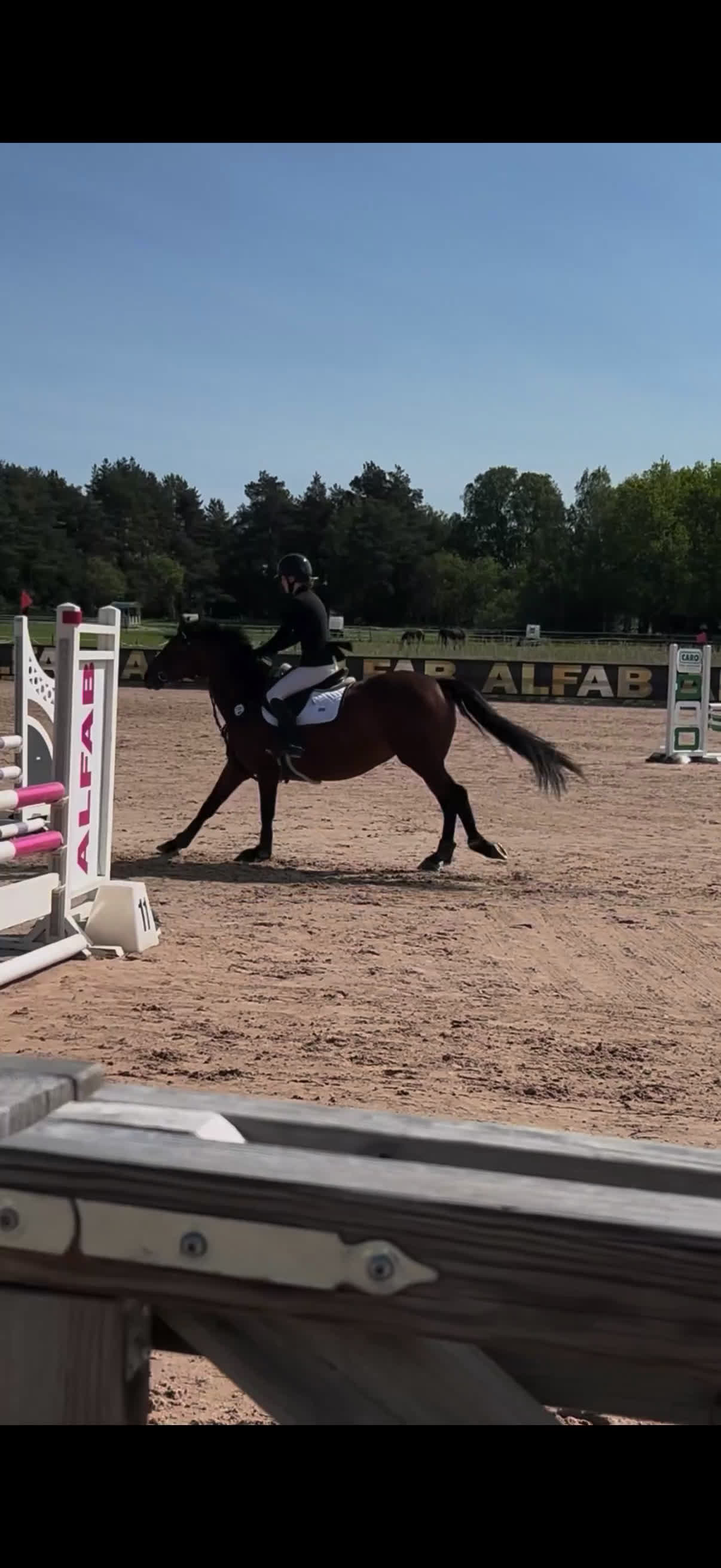 Allround hästar till salu: Intressekoll läromästare - Video 1