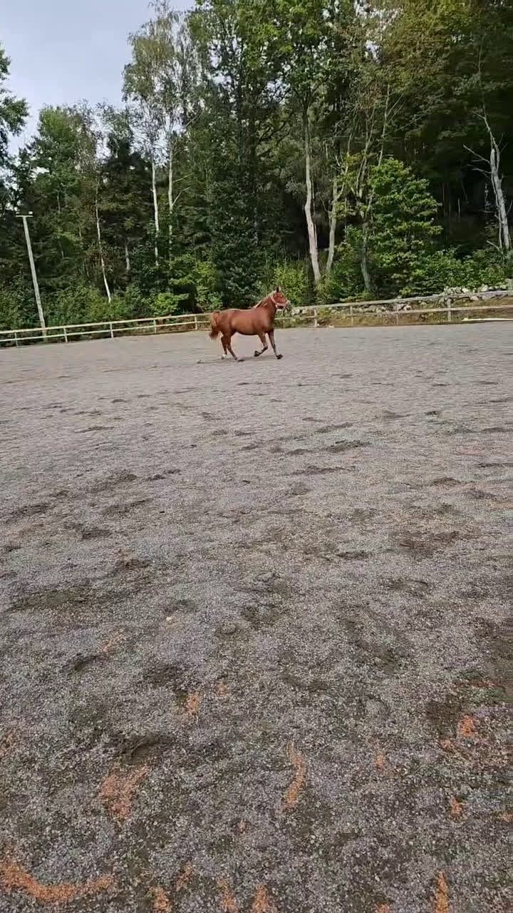 Allround hästar till salu: Lyxig ridtravare - Video 1