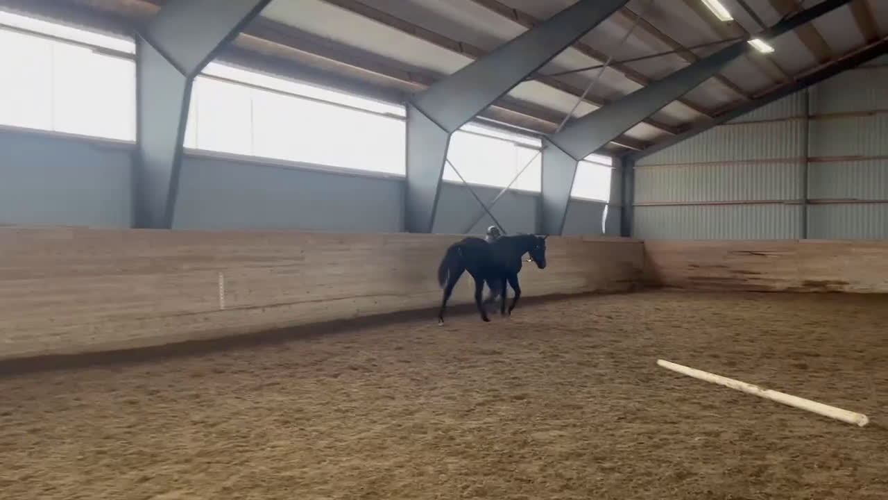 Dressyr hästar till salu: Superstiliga Axl i Bro - Video 1