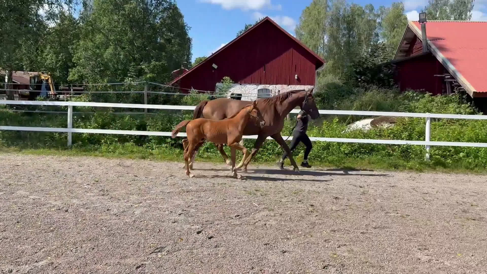 Dressyr hästar till salu: Magiskt fin Hingst ✨ i Sunnansjö - Video 1