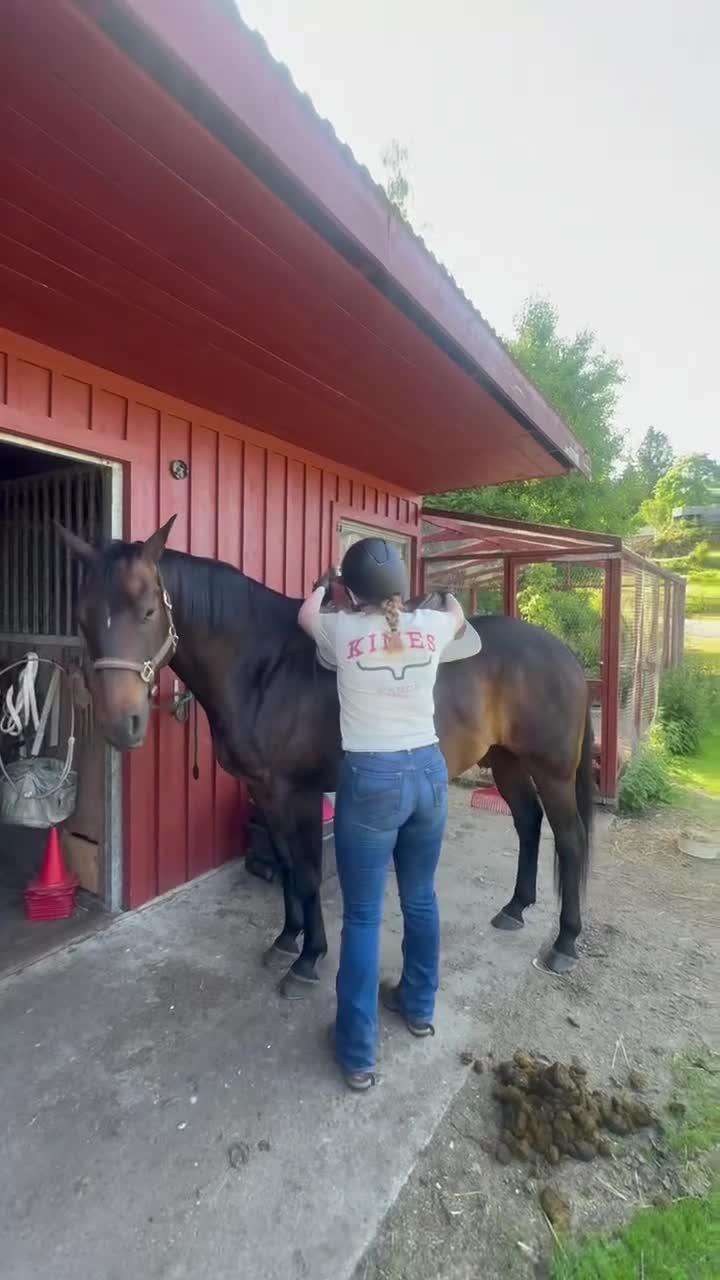 Western hästar till salu: Stor quartervalack i Landvetter - Video 1
