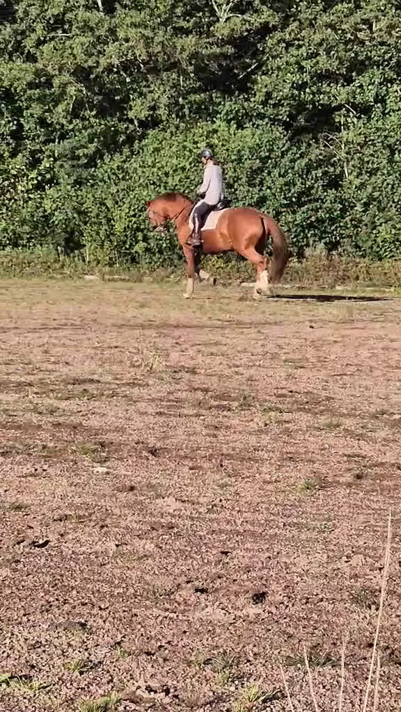 Dressyr hästar till salu: Fin dressyrhäst  i Billesholm - Video 1