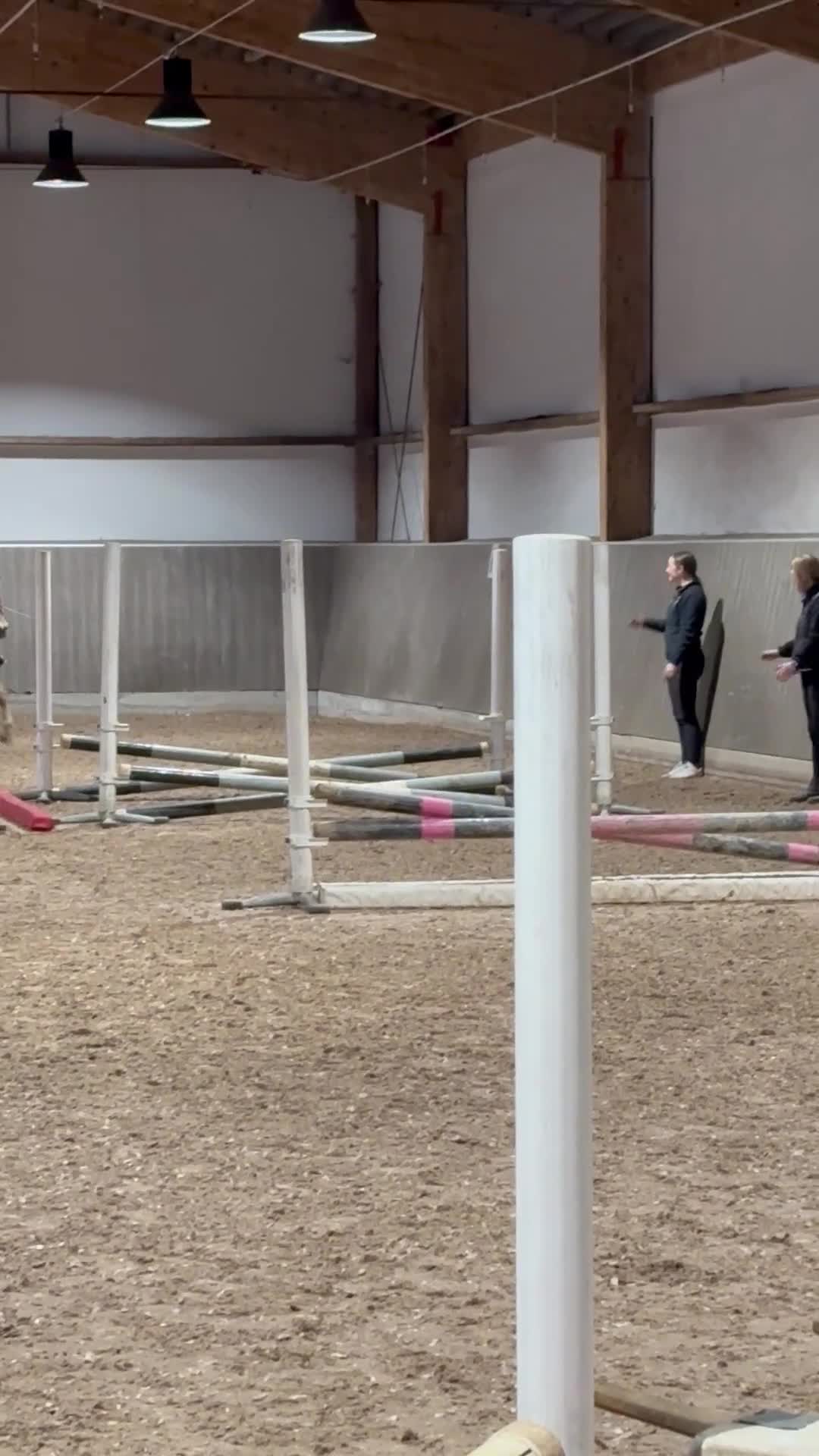 Allround hästar till salu: Supersnäll ponny till ridning eller trav - Video 2