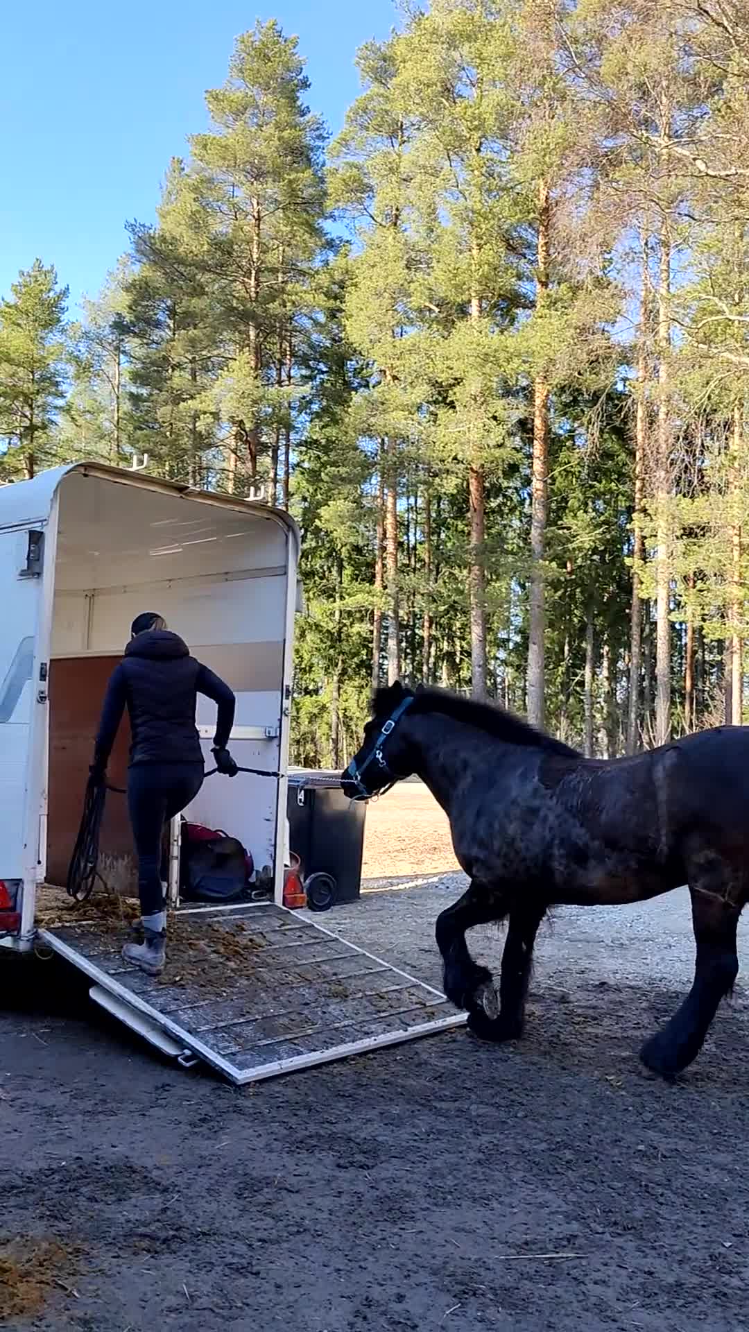 Allround hästar till salu: Världens bästa Teddy - Video 2