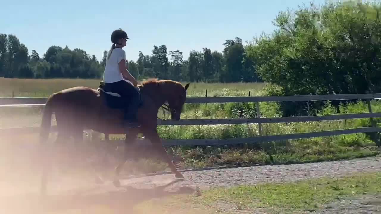 Övrigt hästar till salu: Medryttare sökes  - Video 3