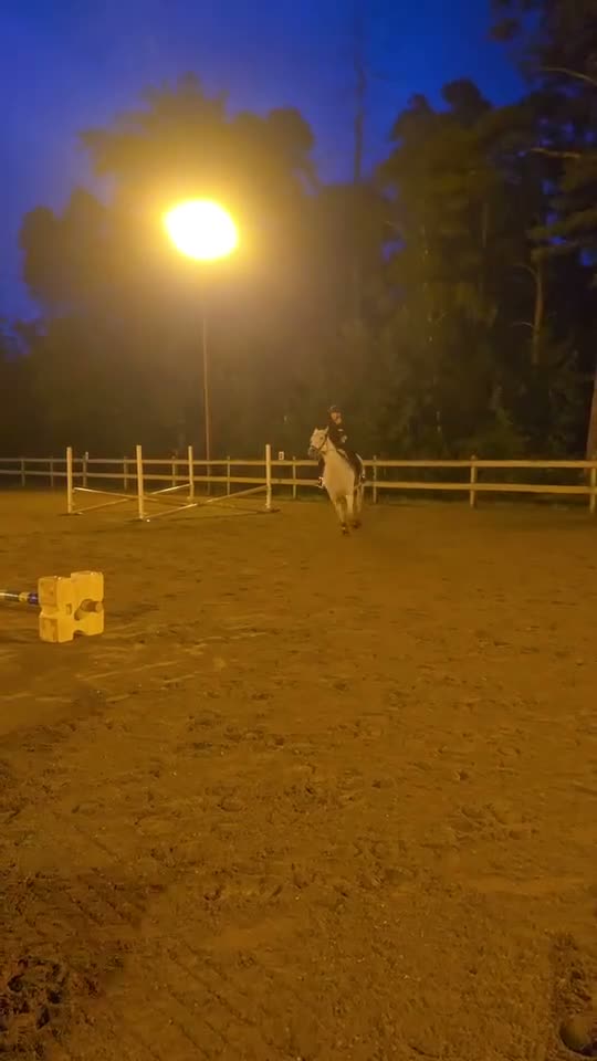 Allround hästar till salu: Mysig allaroundponny! - Video 2