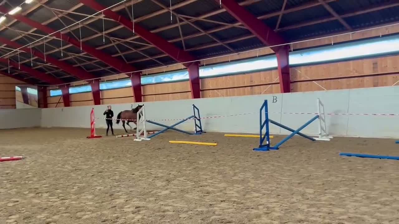 Hoppning hästar till salu: SWB 3år Ogano Sitte - Video 2