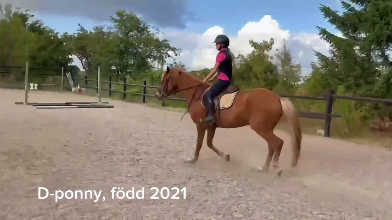 Allround hästar till salu: D-ponny född 2021 i Laholm - Video 2