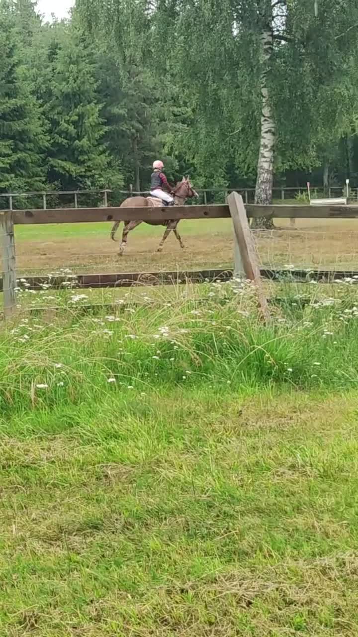 Allround hästar till salu: Snäll första ponny för tävling/kompis i skogen.  i Västra Tunhem - Video 3