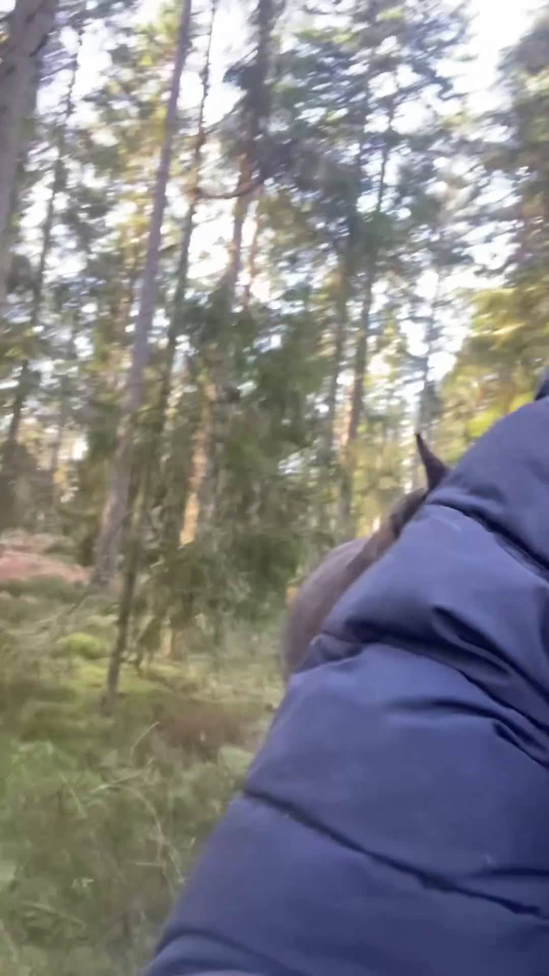 Allround hästar till salu: Fantastisk 2,5 åring🌟🌸 i Broakulla - Video 3