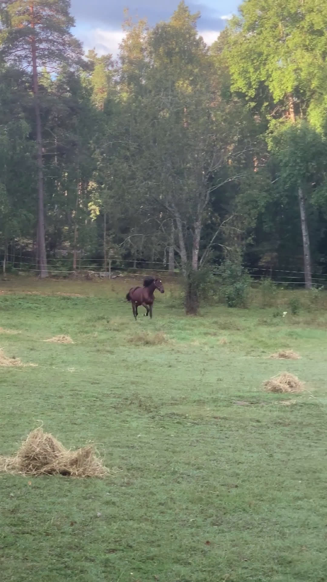 Övrigt hästar till salu: Supersnäll travare i Täby - Video 1