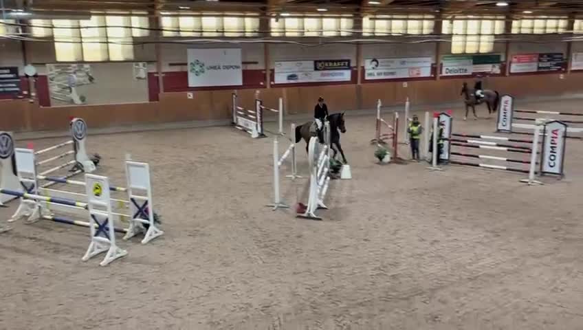 Hoppning hästar till salu: Clifford -18 Children/Juniorhäst i Kramfors - Video 2