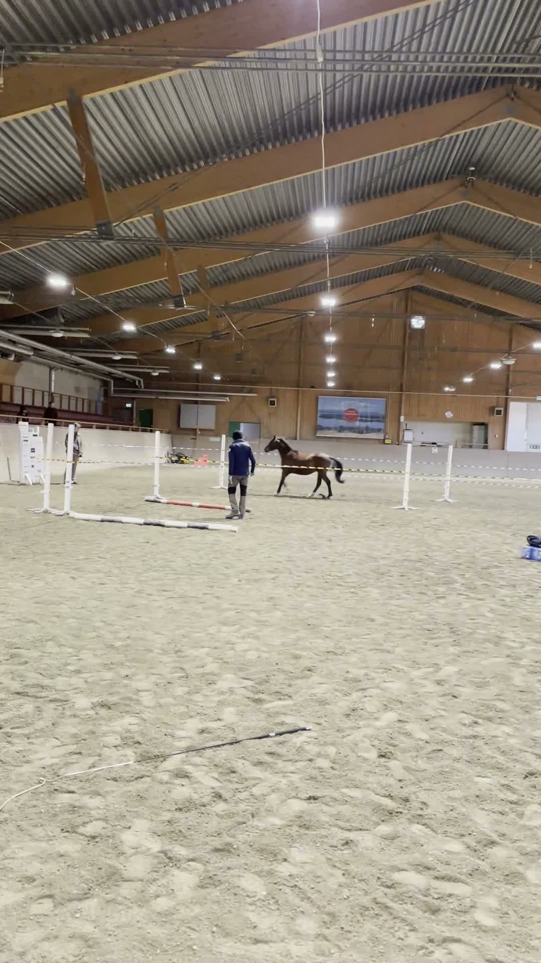Hoppning hästar till salu: Lovande 2-årig WPB-valack (hoppning/fälttävlan) - Video 1