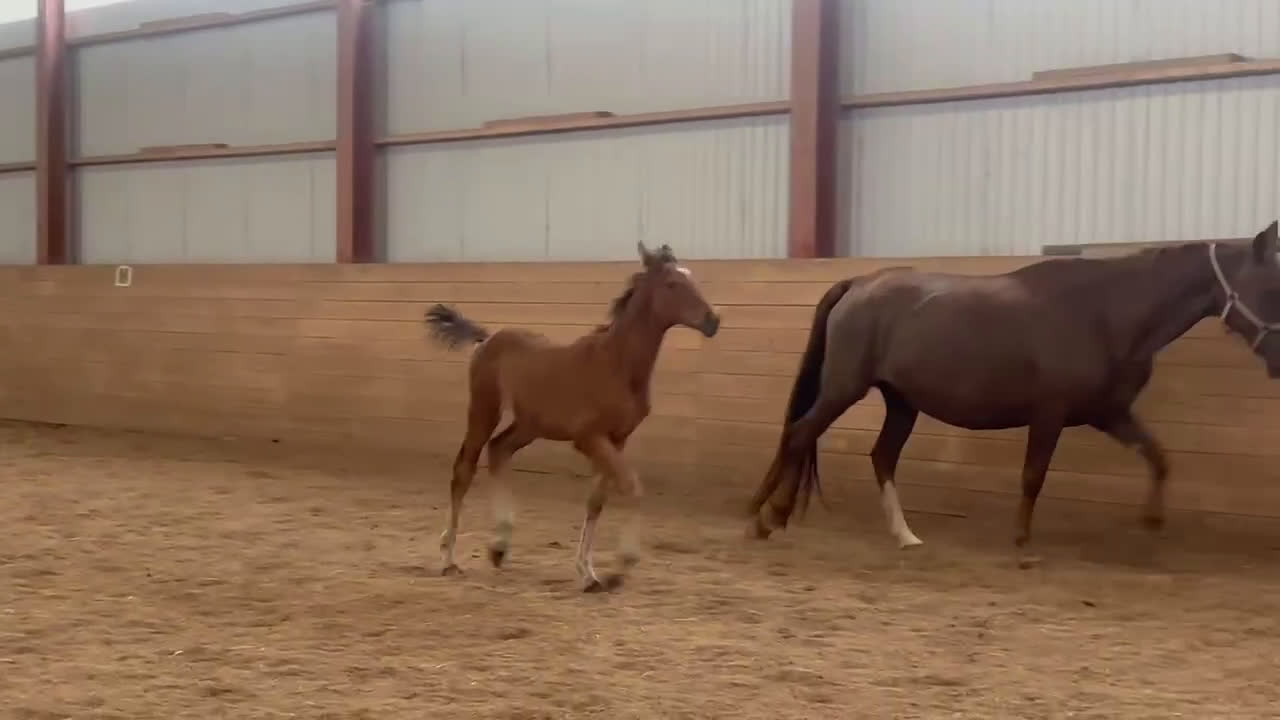 Dressyr hästar till salu: Tävling & tränings kompis OBS sänkt pris!  i Åseda - Video 4