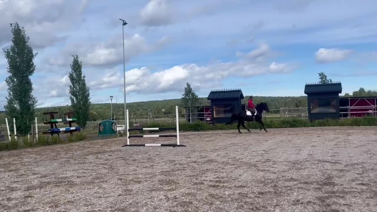 Hoppning hästar till salu: Snygg och storhoppande valack med kapacitet - Video 2