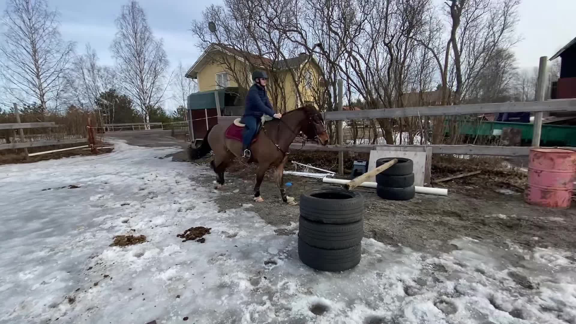 Allround hästar till salu: Världens bästa Lurex❤️ - Video 5
