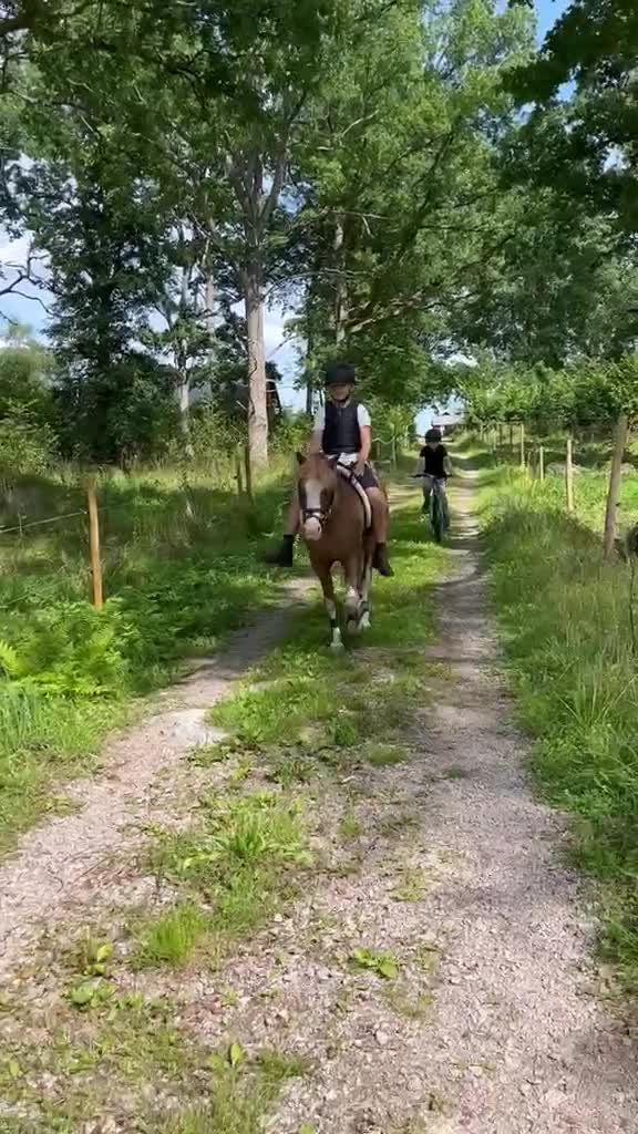 Dressyr hästar till salu: Vacker och genom-snällt welshsto - Video 4