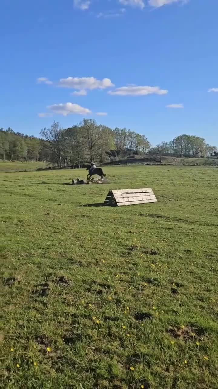 Allround hästar till salu: Härlig allround ponny - Video 1