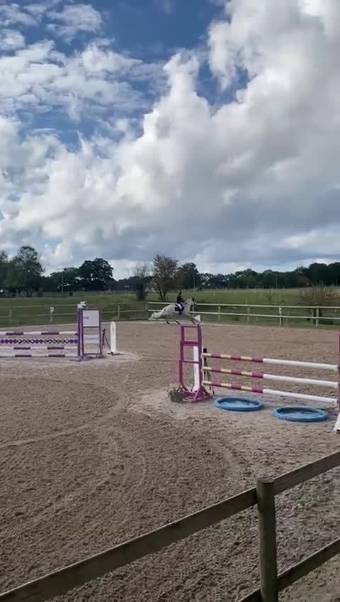 Hoppning hästar till salu: Läromästare  - Video 1