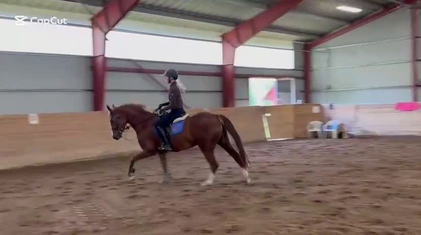 Hoppning hästar till salu: Lovande 5:årigt SWB sto för framtiden  - Video 2