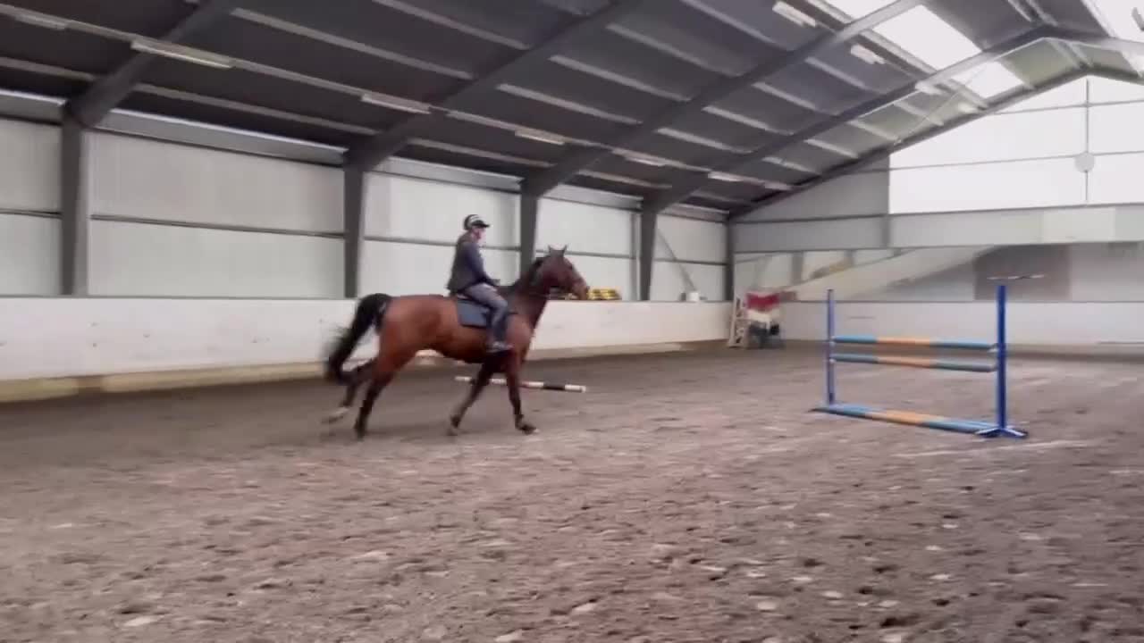 Allround hästar till salu: Drömkille med talang för både dressyr och hoppning - Video 1
