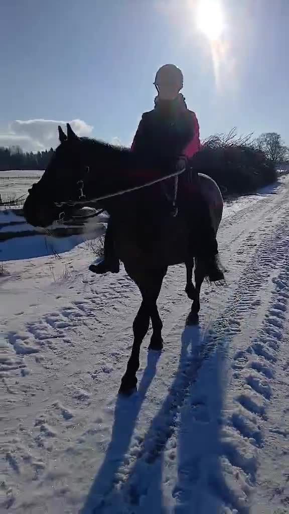 Allround hästar till salu: Connemara Valack - Video 1
